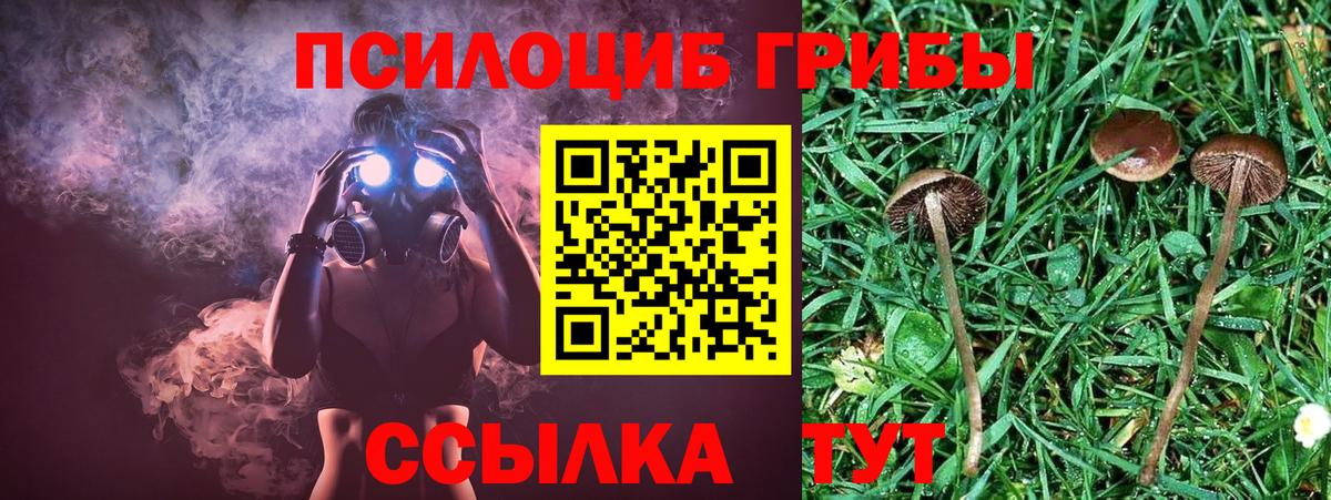 Псилоцибиновые грибы прущие грибы  Вход с VPN  Глазов  Псилоцибиновые грибы прущие грибы 