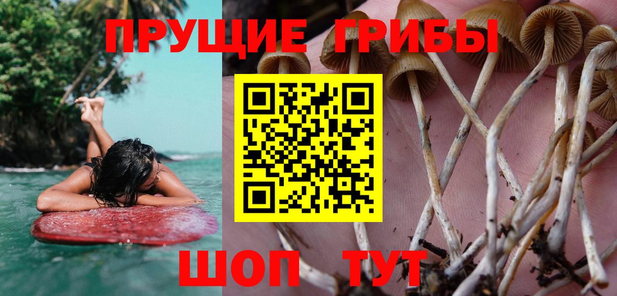 Псилоцибиновые грибы Psilocybe Глазов